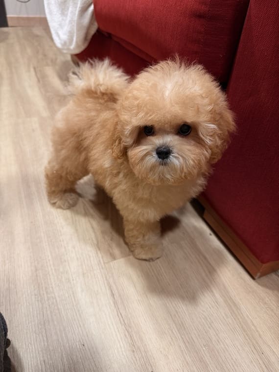 Shihpoo_Carmina_F