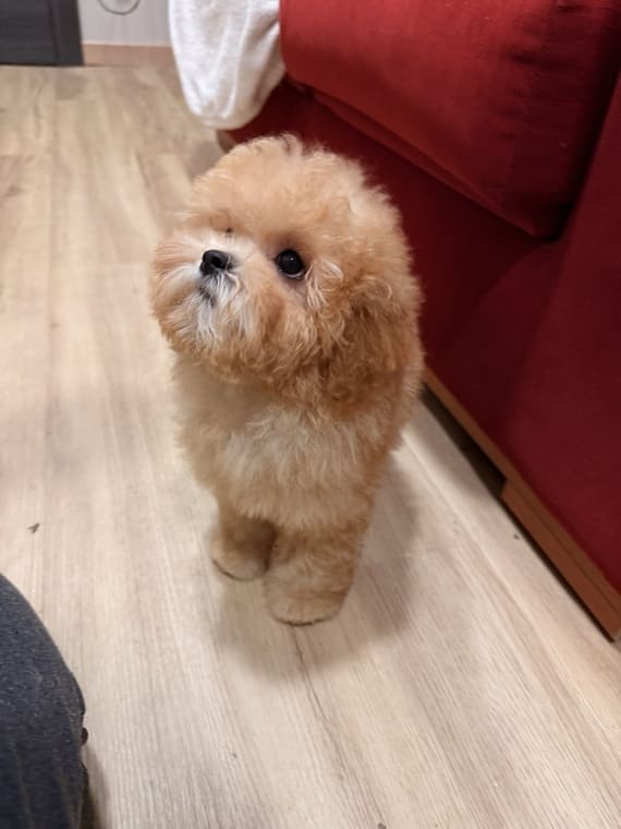 Shihpoo_Carmina_G