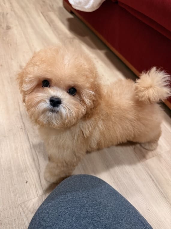 Shihpoo_Carmina_H