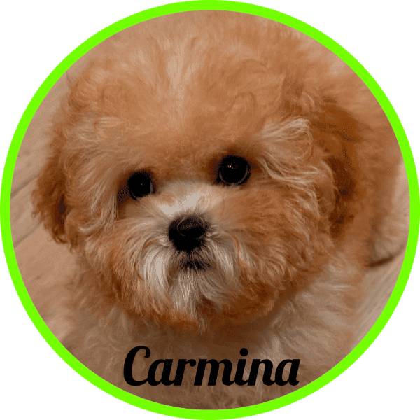 Shihpoo Carmina