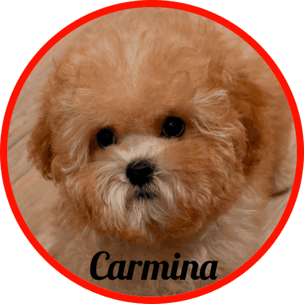 shihpoo Carmina