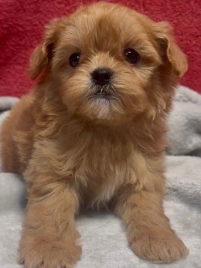 Shihpoo_Ramírez_G