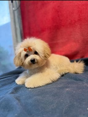 Shihpoo_Deva_H