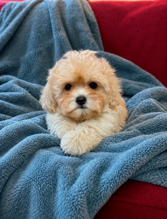 Shihpoo_Federico_B