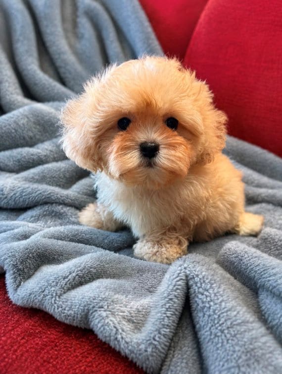 Shihpoo_Federico_E