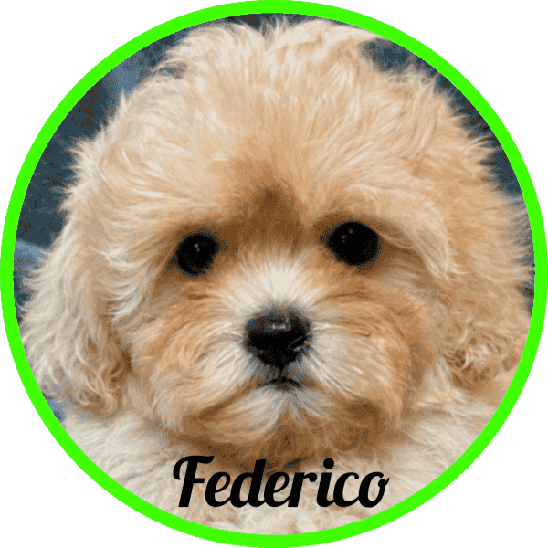 Shihpoo Federico