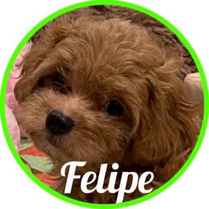 Shihpoo_Felipe