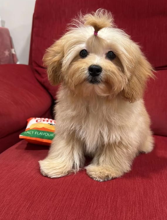 Shihpoo_Federico_A