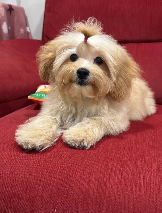 Shihpoo_Federico_B