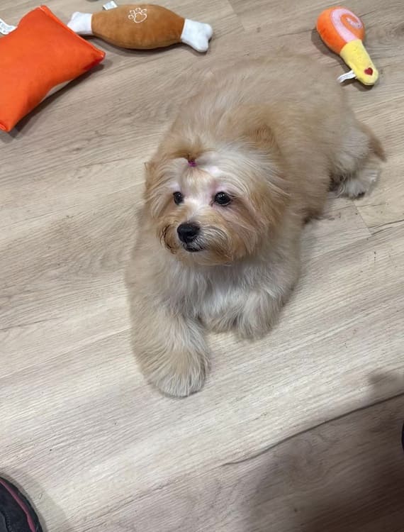Shihpoo_Federico_E