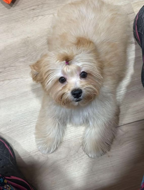 Shihpoo_Federico_G