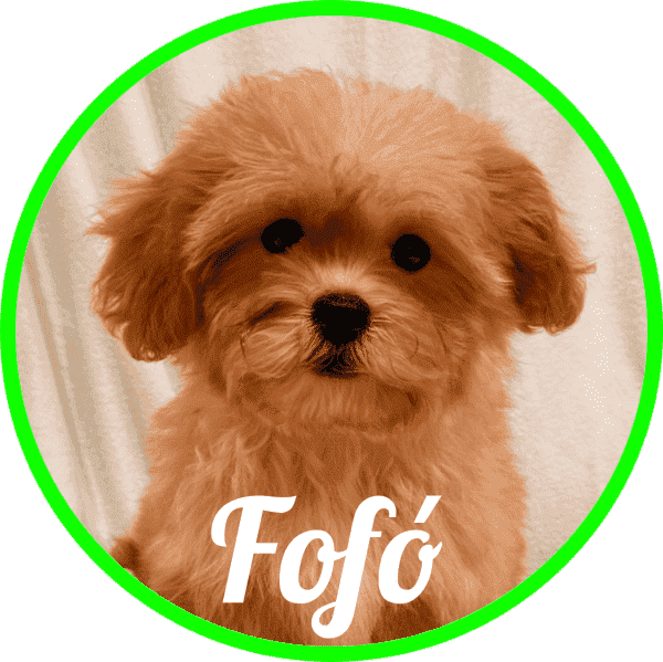 Shihpoo Fofó