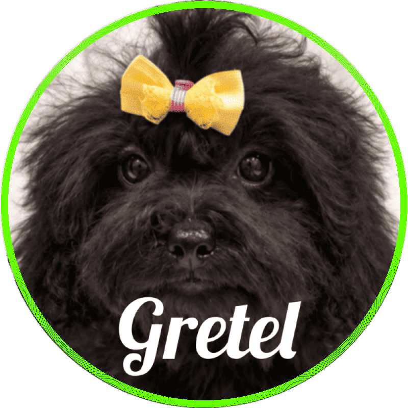 shihpoo Gretel