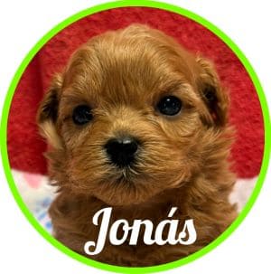 Shihpoo Jonas