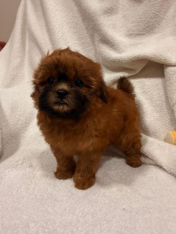 Shihpoo_MAlva_A
