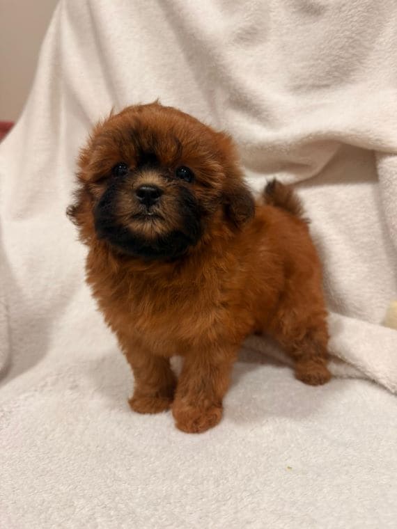 Shihpoo_Malva_B