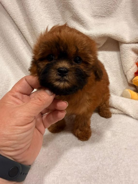 Shihpoo_Malva_D
