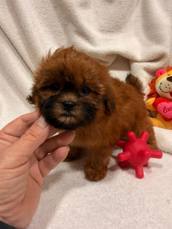 Shihpoo_Malva_E