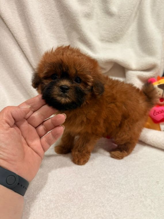 Shihpoo_Malva_G