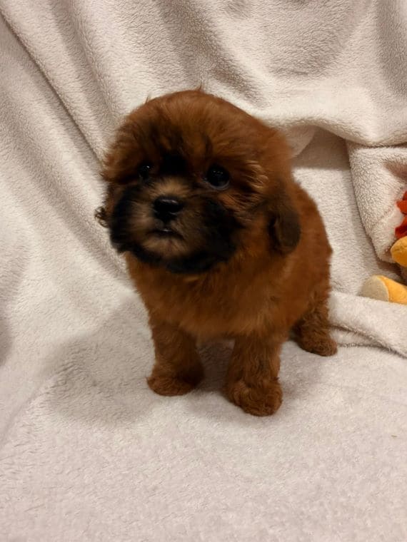 Shihpoo_Malva_H
