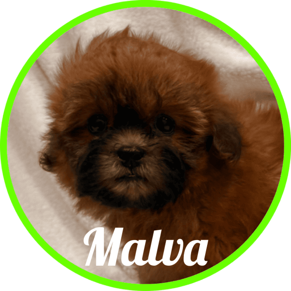Shihpoo Carla