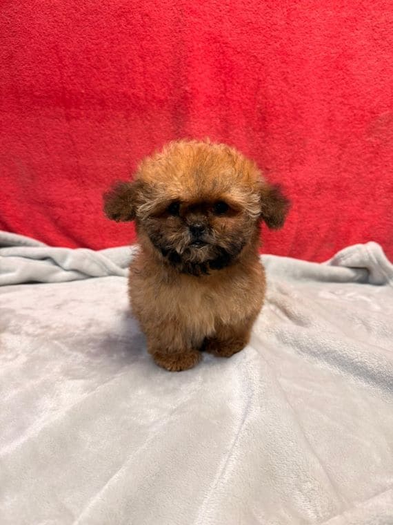 Shihpoo_Mini_E