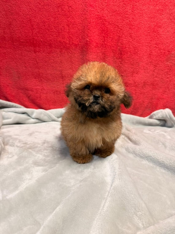 Shihpoo_Mini_F