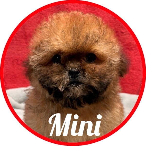 Shihpoo Mini