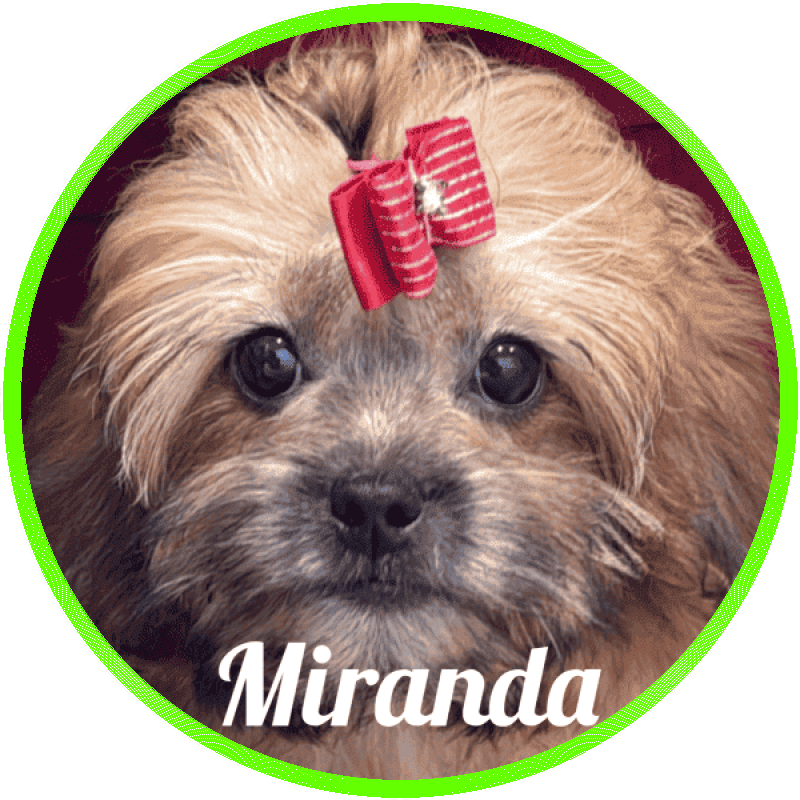 shihpoo Miranda De Logroño