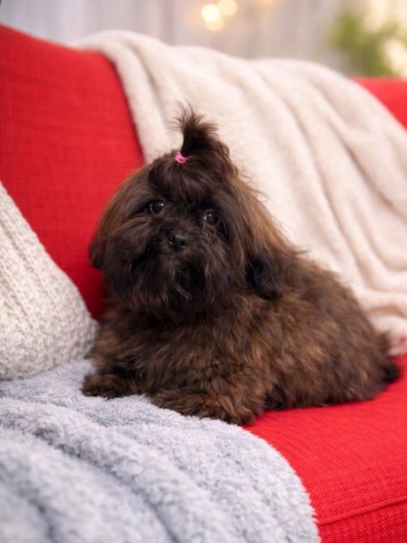 Shihpoo_Oreo_A1