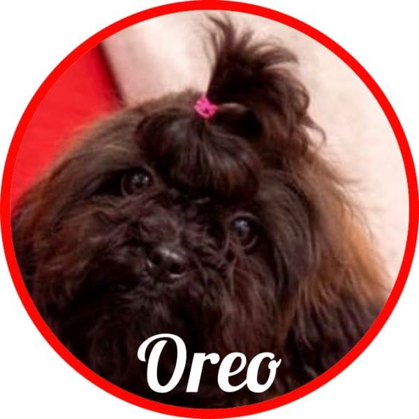 Shihpoo Oreo