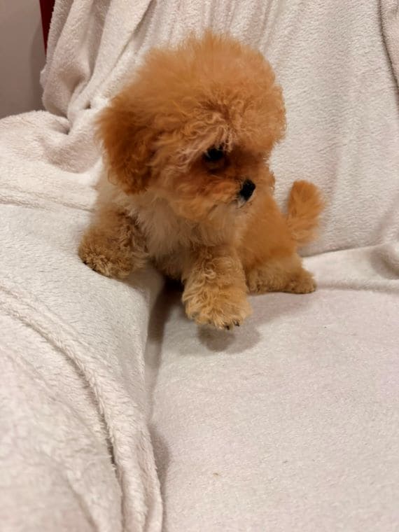 Shihpoo_Oscar_B
