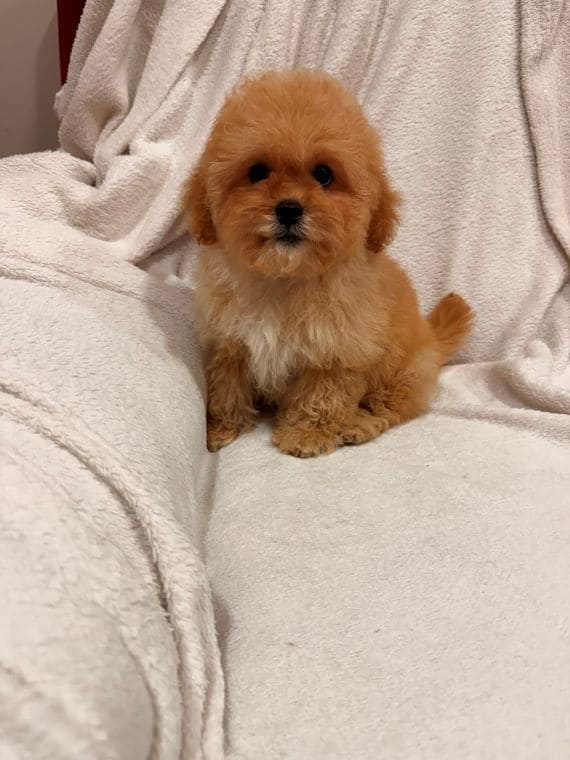 Shihpoo_Oscar_C