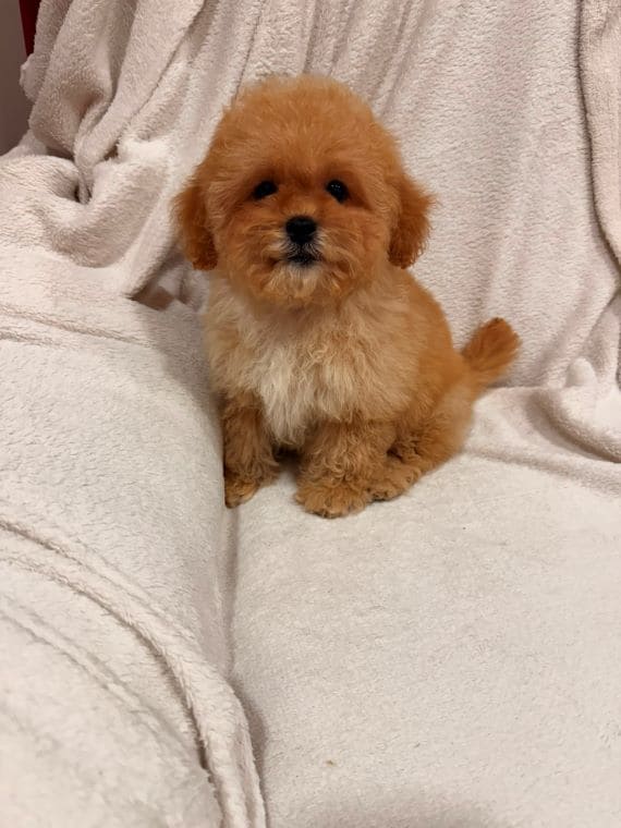 Shihpoo_Oscar_D