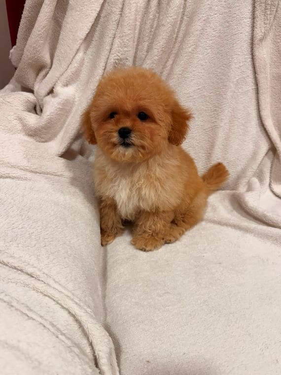 Shihpoo_Oscar_E