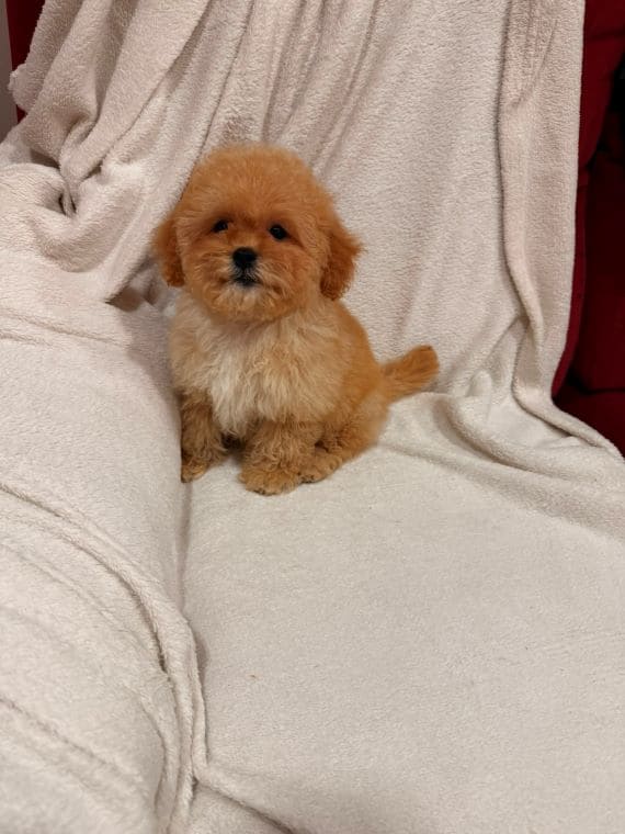 Shihpoo_Oscar_F