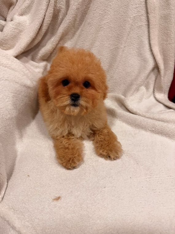 Shihpoo_Oscar_G