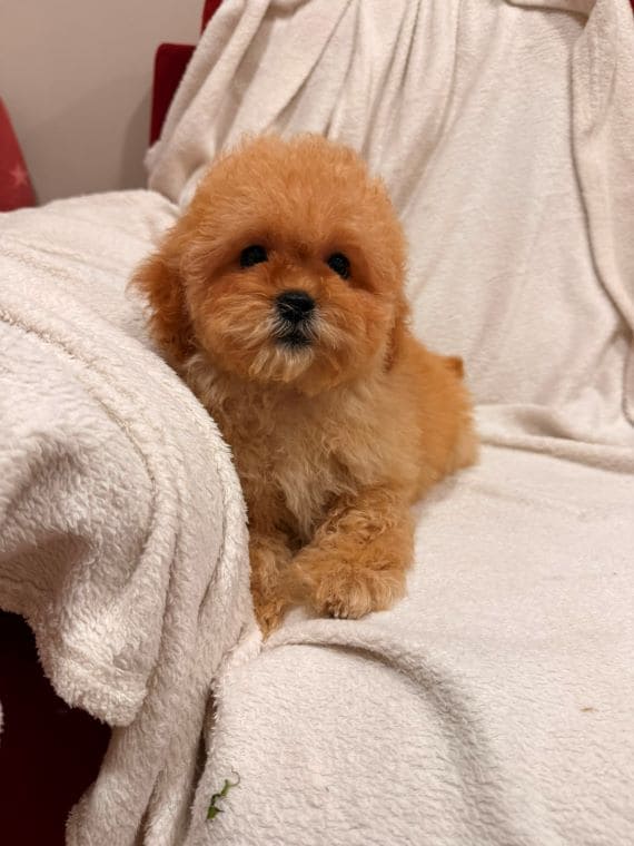 Shihpoo_Oscar_H
