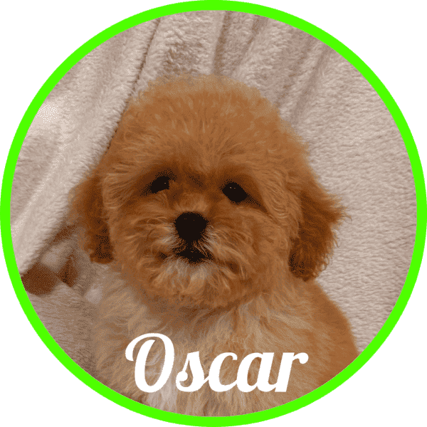 Shihpoo Oscar