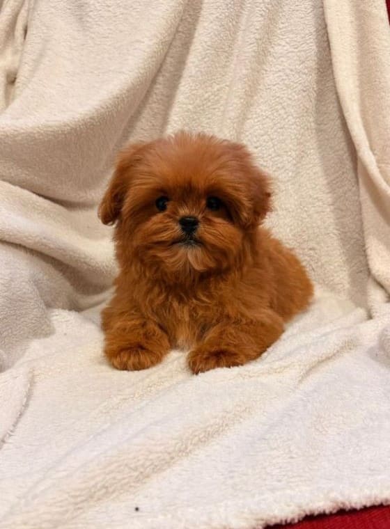 Shihpoo_Romo_A