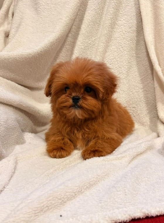 Shihpoo_Romo_B