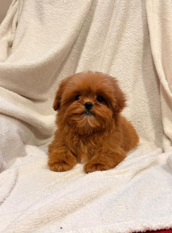 Shihpoo_Romo_D