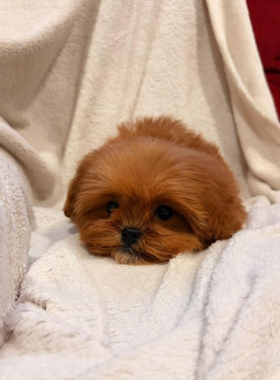 Shihpoo_Romo_F