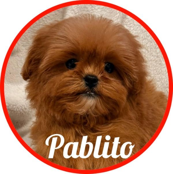 Shihpoo Pablito