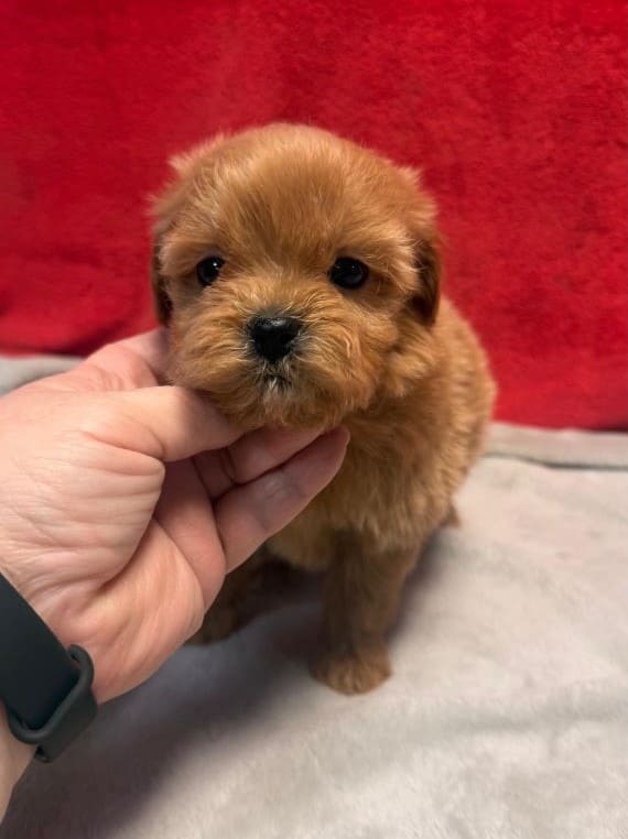 Shihpoo_Patri_B