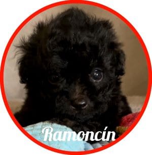 Shihpoo_Ramoncin