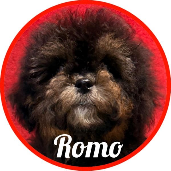 Shihpoo Romo