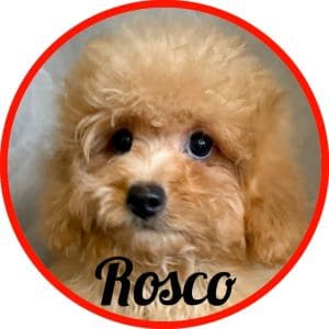 Shihpoo_Rosco