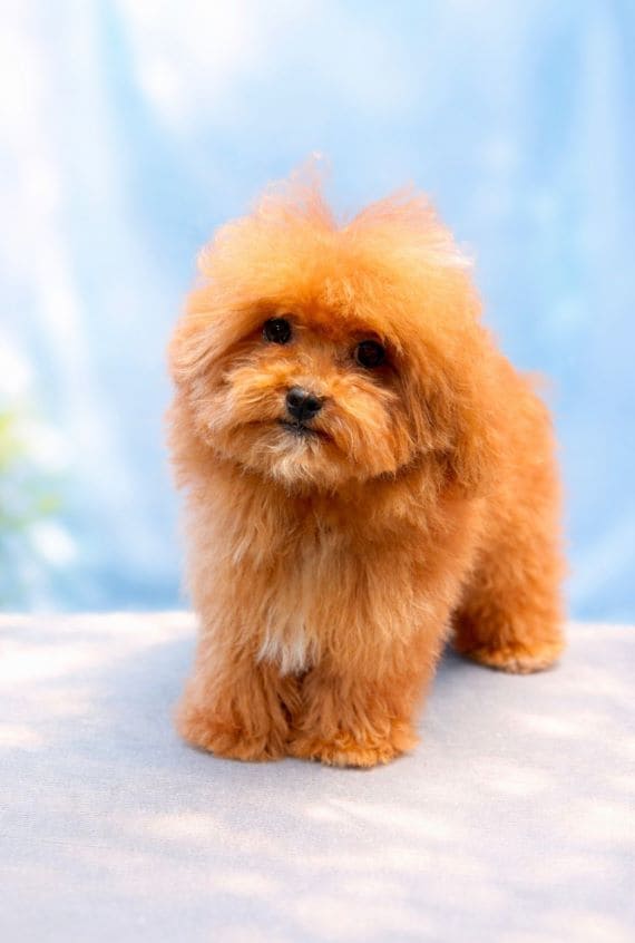 Shihpoo_Shira_A