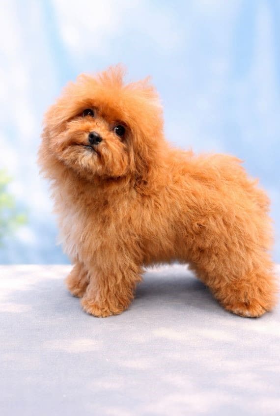 Shihpoo_Shira_B